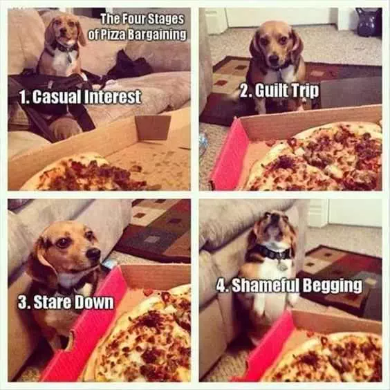 Funny Pizza Begging