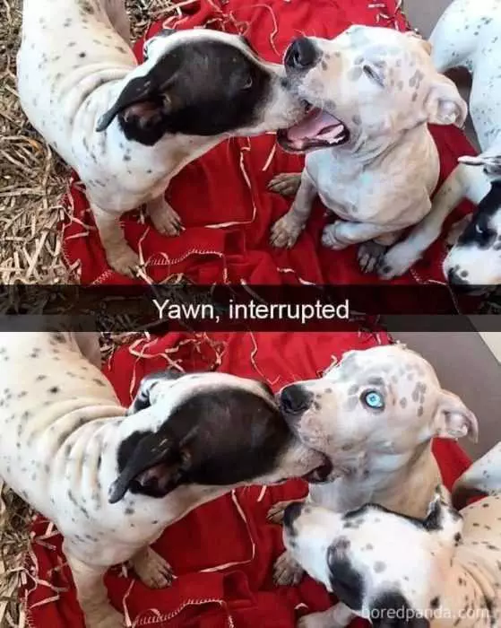 Funny Yawn Interrupted