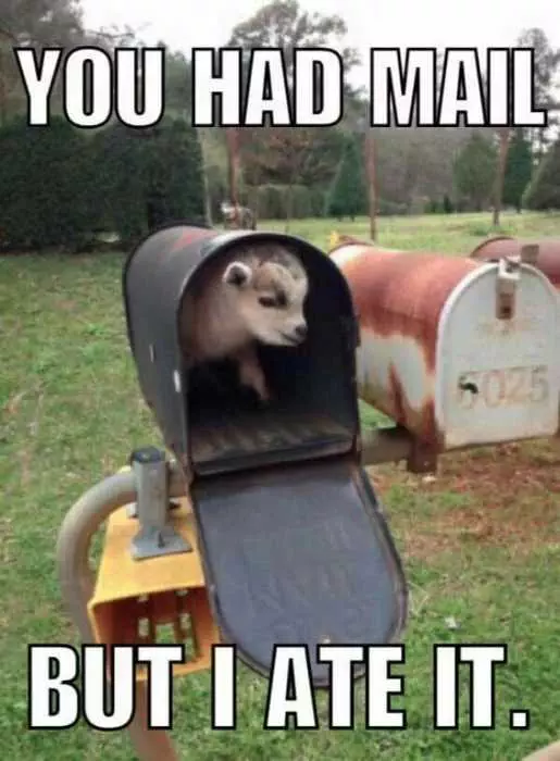 Funy Had Mail