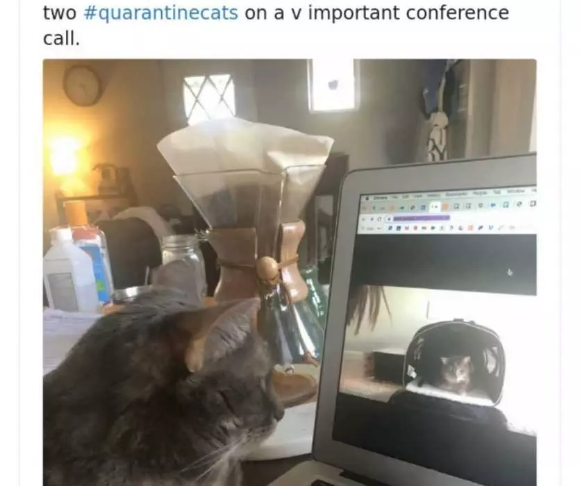 2-Cats-Facetiming Quarantine Cat Memes Cats Facetiming
