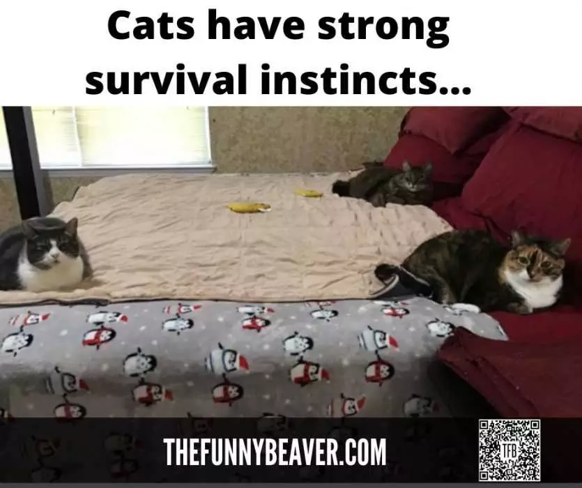 Cats-Have-Strong-Survival-Instinct-2 Quarantine Cat Memes Cats Have Strong Survival Instincts