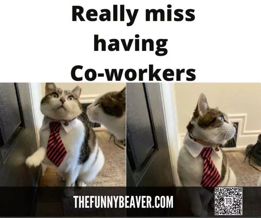 Co-Workers-2 Quarantine Cat Memes Owner Misses Coworkers