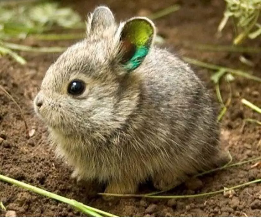 Animal Basin Rabbit
