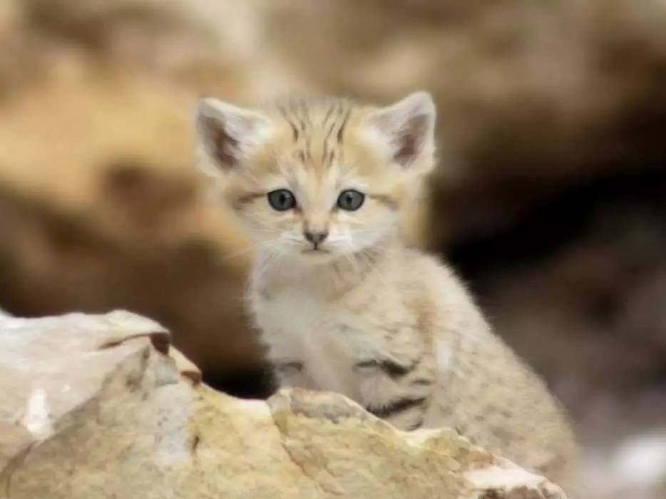 Animal Sand Kitten