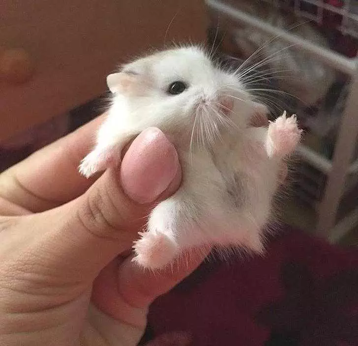 Baby Dwarf Hamster