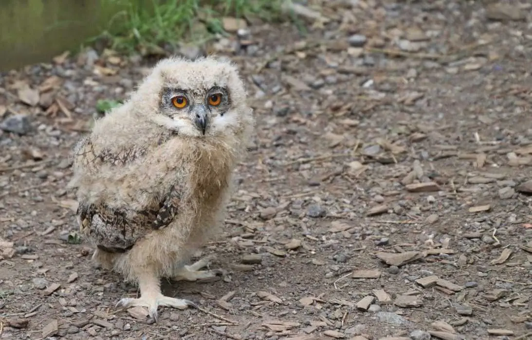Baby-Owl Baby Owl
