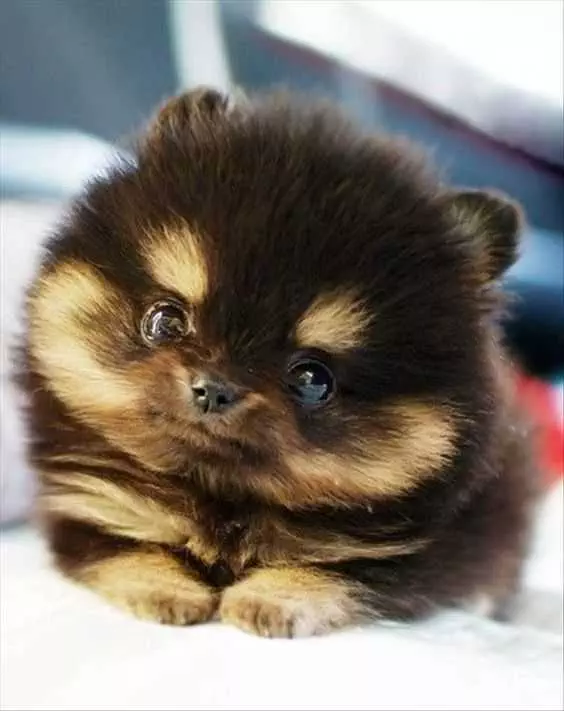 Baby Puffy Dog