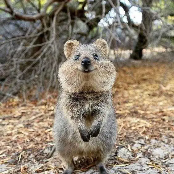 Baby-Quokka Baby Quokka