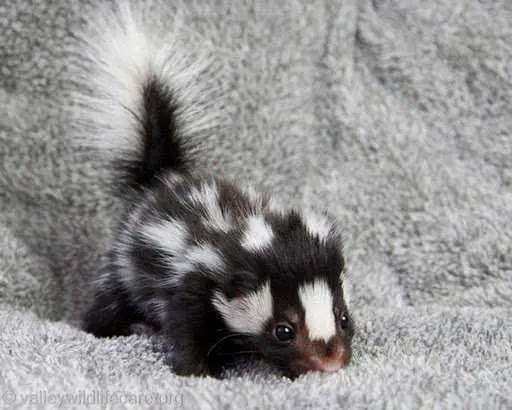 Baby-Skunk Baby Skunk