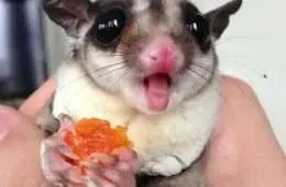 Baby Sugar Glider