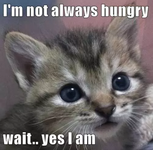 Cat Always Hungry