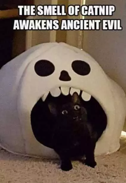 Cat Awakens Evil