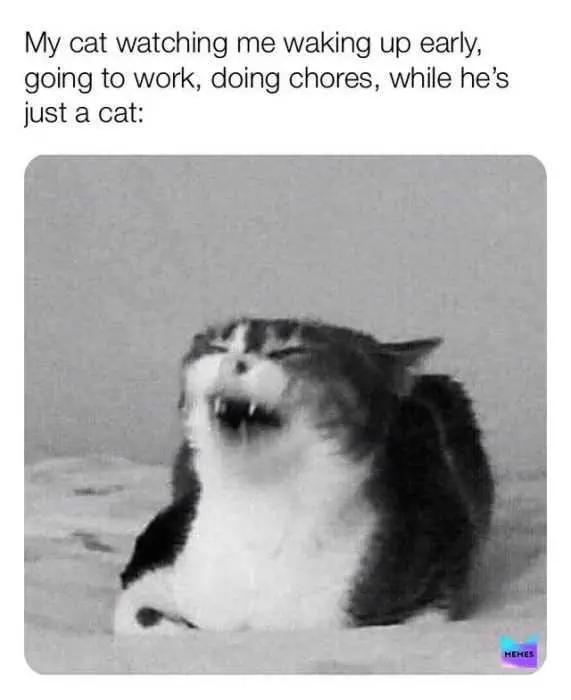 Cat-Just-A-Cat Cat Just A Cat