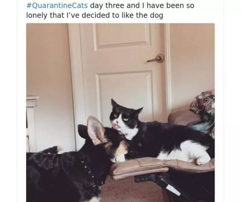 Cat-Like-Dogs-In-Quarantine Quarantine Cat Memes Cat Loves Dog In Quarantine
