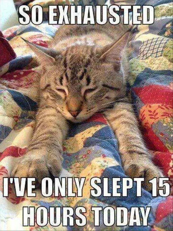Cat Slept 16 Hours