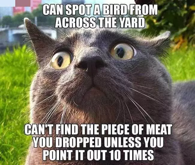 Cat Spot It Meat