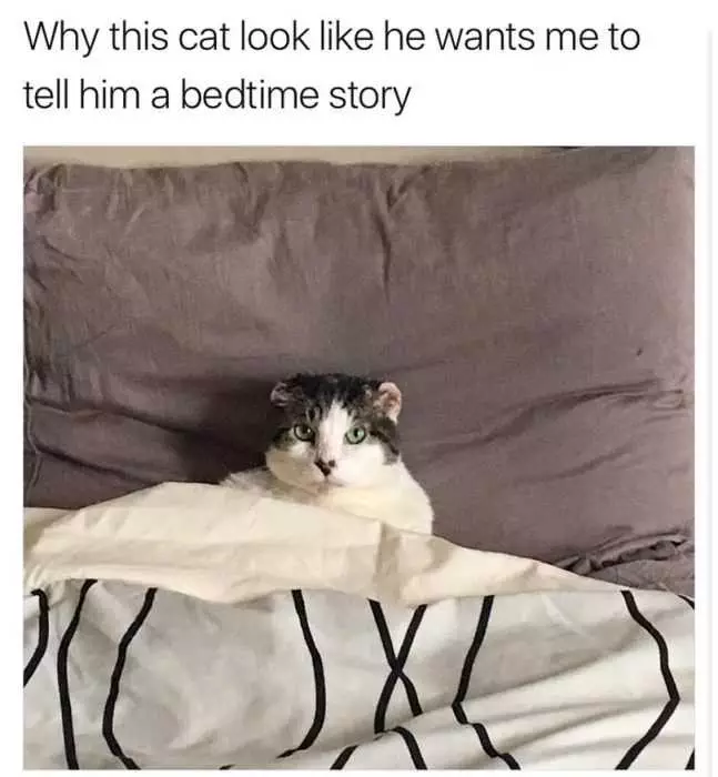 Cat Tell Story