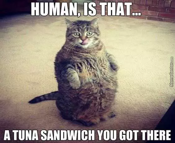 Cat Tuna Sandwich
