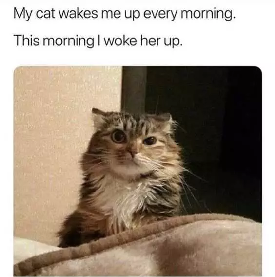 Cat Wake Her Up