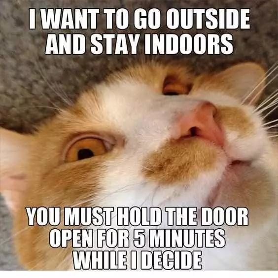 Cat Wanna Go Inside