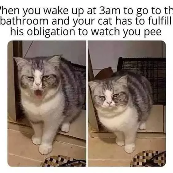 Cat Watch You 1