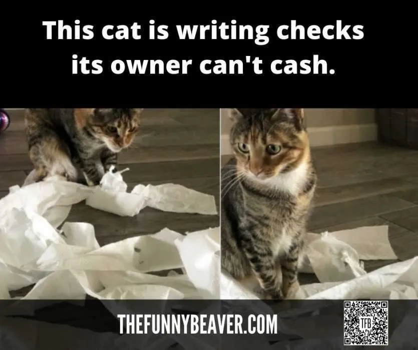 Cat-Writing-Checks Quarantine Cat Memes  Cat Writing Checks