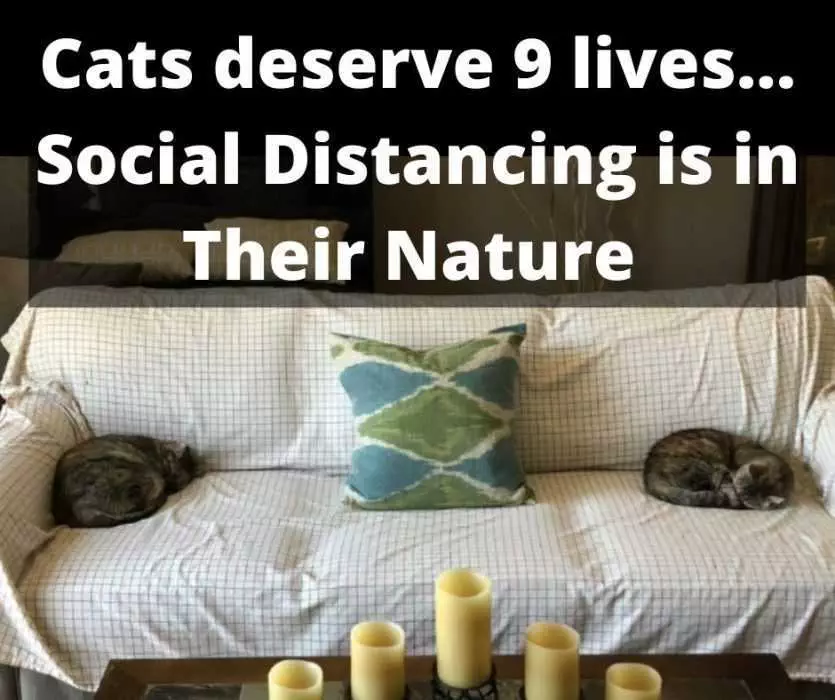 Cats-Deserve-9-Lives Quarantine Cat Memes Cats Deserve 9 Lives
