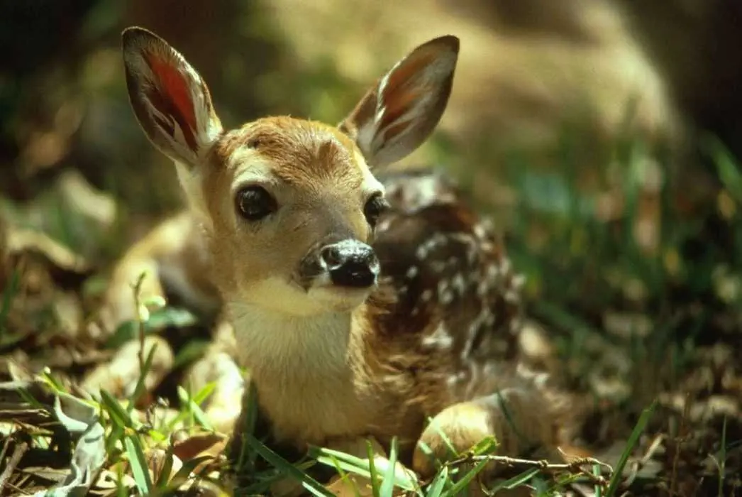 Fawn-Baby Fawn Baby