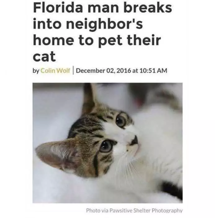 Florida Cat Pet