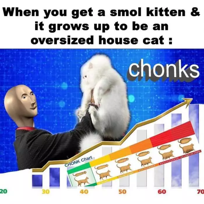Funny Chonks