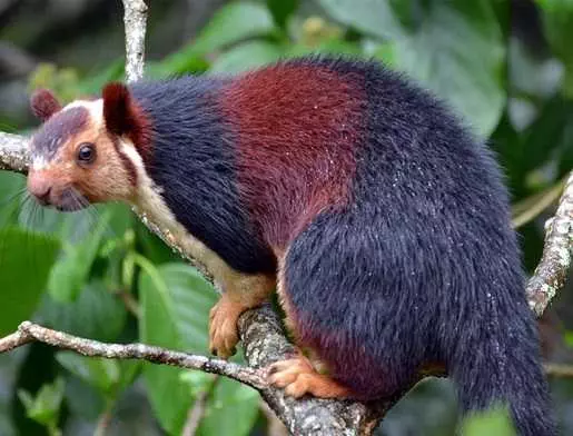 Indian Giant Squirrel Malabar