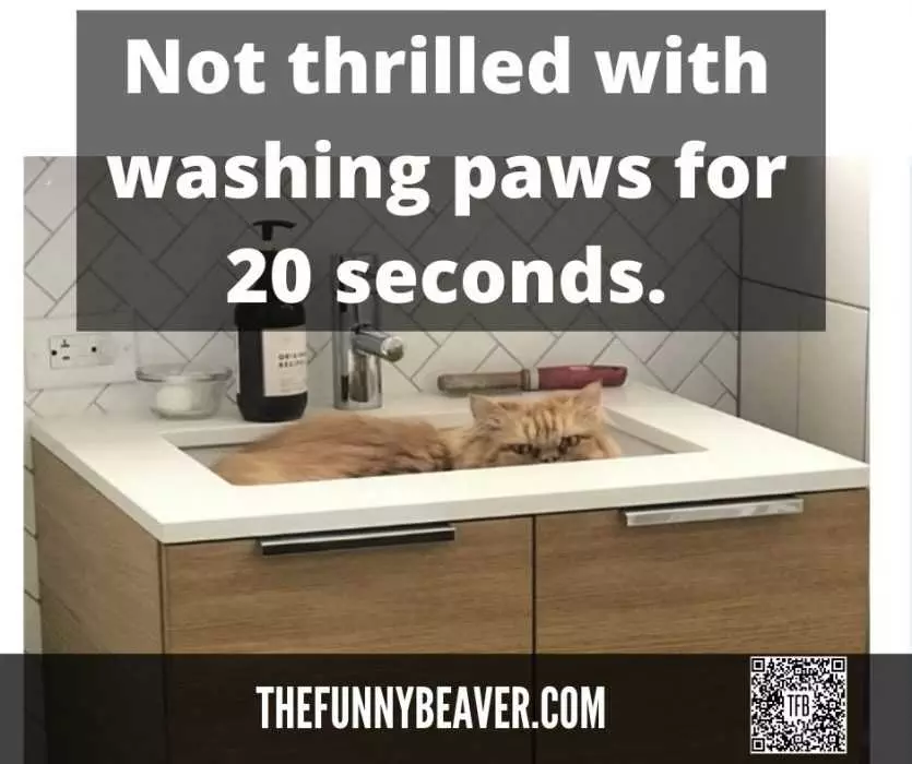 Quarantine Cat Memes  Not Thrilled By 20 Sec Paw Wash