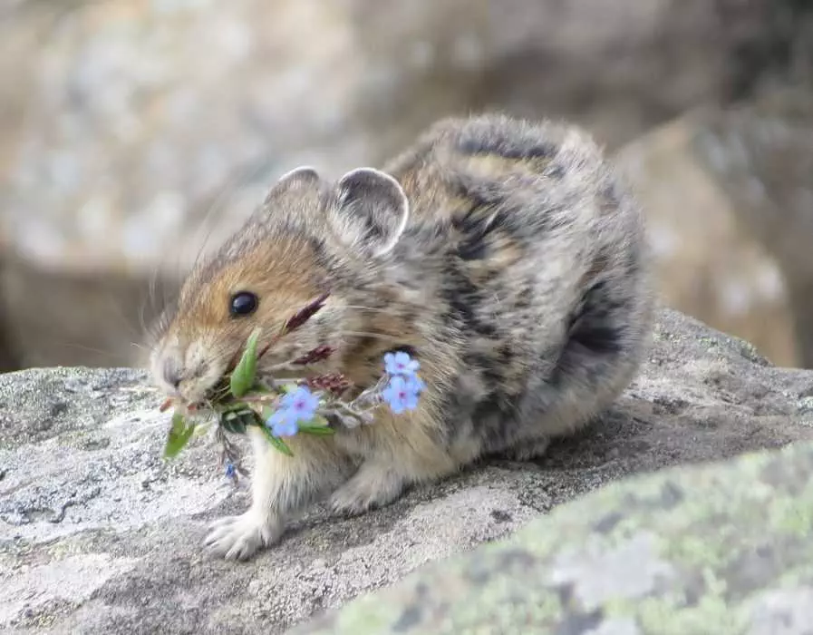 Pika-American Pika American