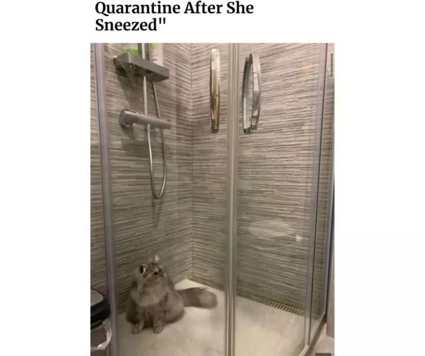 Quarantined-After-Sneeze Quarantine Cat Memes Quarantined After Sneeze
