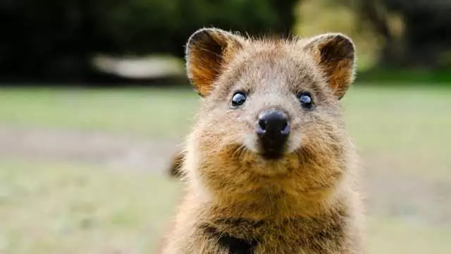 Quokka Quokka