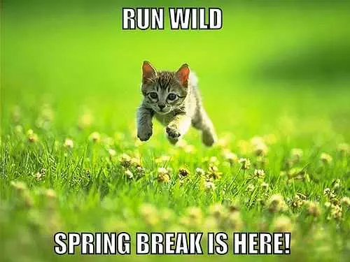 Spring Run Wild