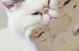Photos Of Cats On Glass Tables