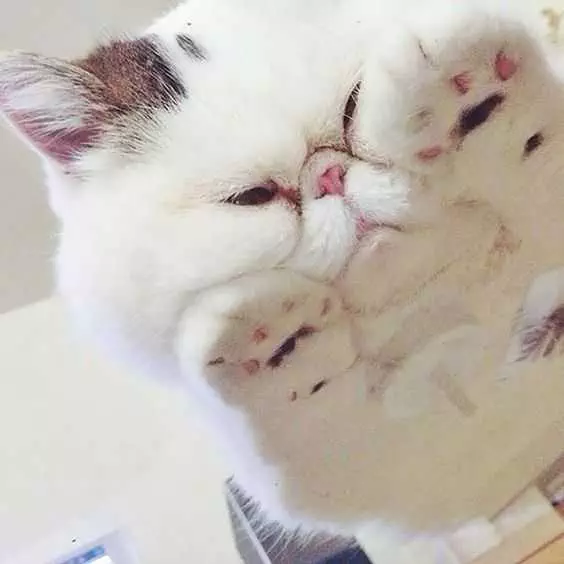Cat-Face-Squish Photos Of Cats On Glass Tables A Disgruntled Kitty