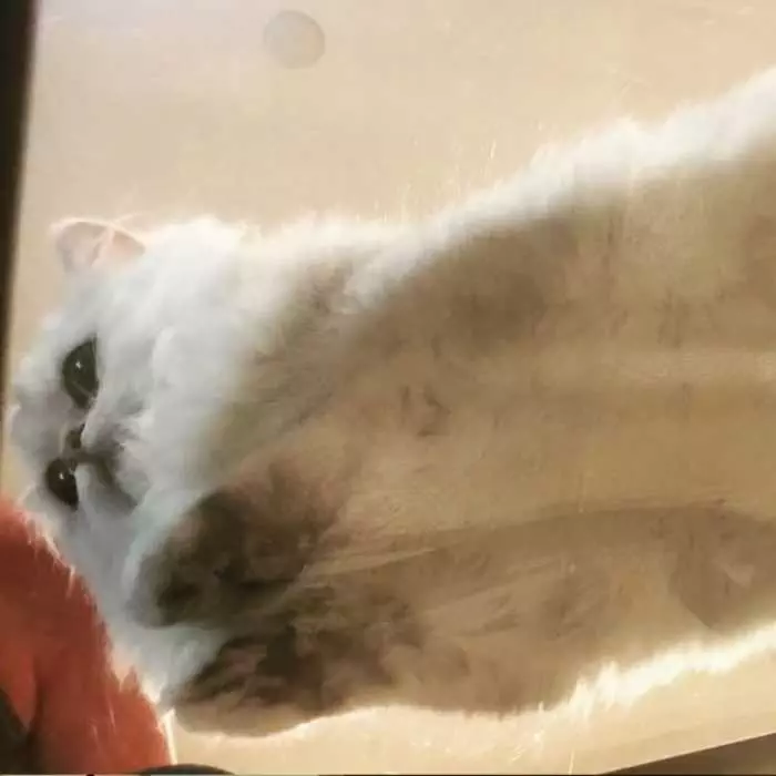 Cat-Fluffy-White Cats On Glass Tables Hovering Like A Fat Cloud.