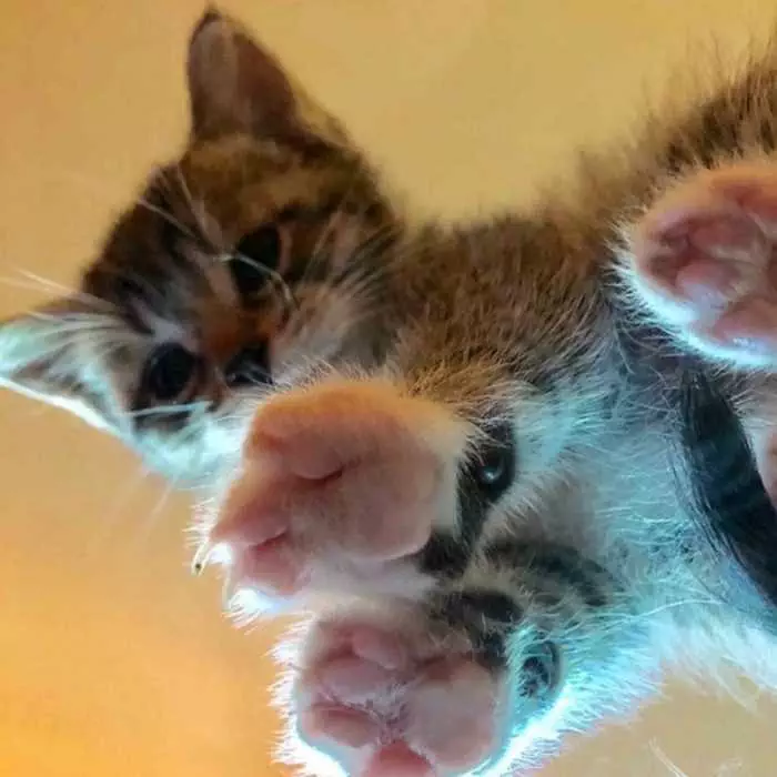 Cat-Glass-Kitten Cats On Glass Tables That Look Can Convince To Hand Over Your Whole Tuna Fish Sandwich.