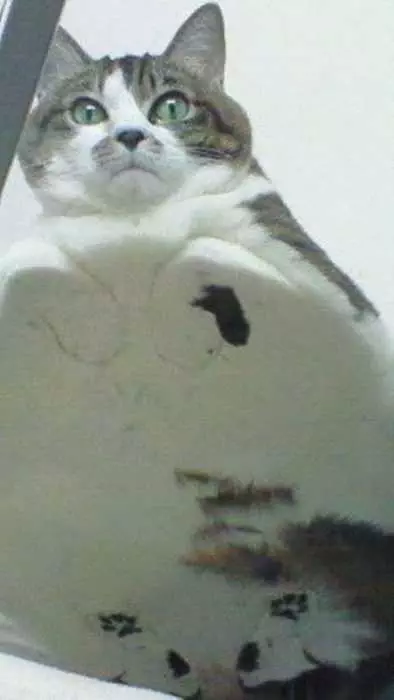 Cat-Glass-Smush Cats On Glass Tables Please Leave.