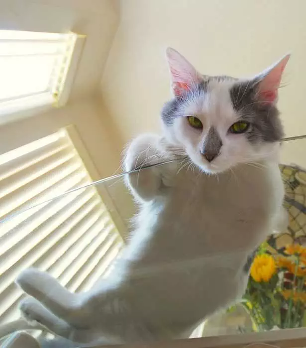 Cat-Glass-Stare-Wonder Cats On Glass Tables Completely Done With You.