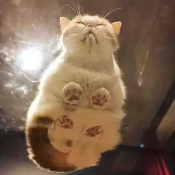 Cat-Glass-Table-Squish Cats On Glass Tables Just Couldn't Stay Awake.