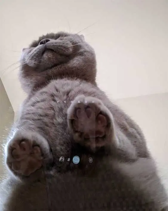 Photos Of Cats On Glass Tables  A Wonderful Grey Smooshed Cat