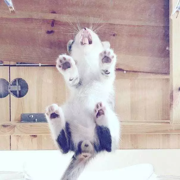 Cat-Lick-Scream Cats On Glass Tables Do A Table Screem.