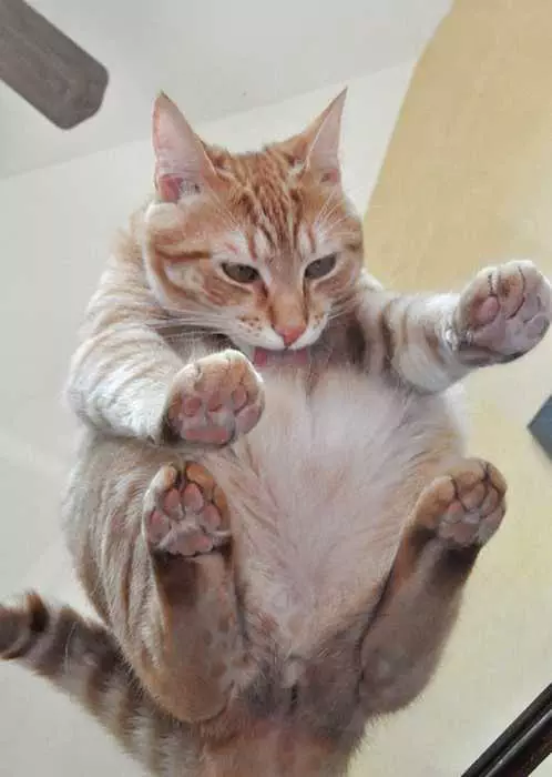 Cat-Lick-Smoosh Cats On Glass Tables Might As Well Do A Bath!