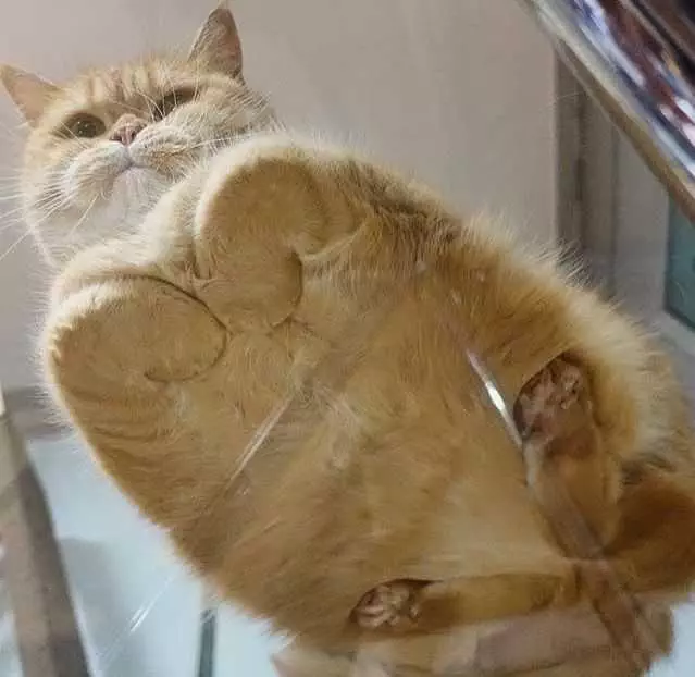 Cat-Orange-Boat Cats On Glass Tables So Smug.