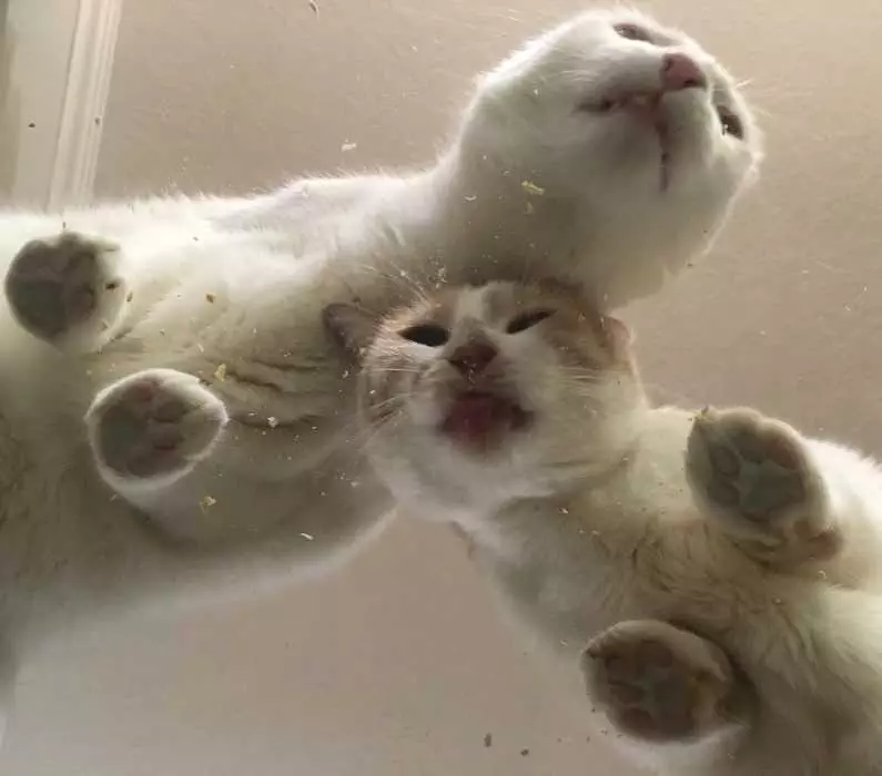 Cat-Pair Cats On Glass Tables High On The Nip.