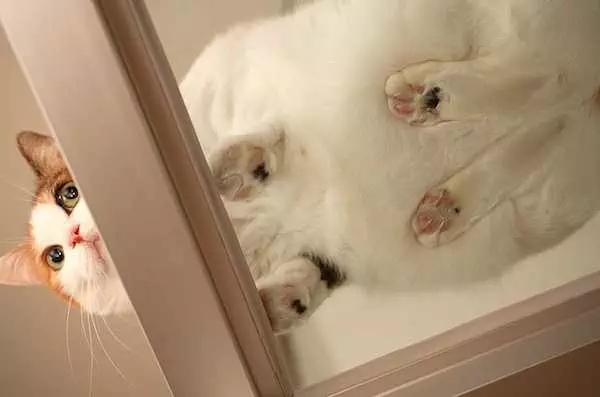 Cat-Surprise-Worry Cats On Glass Tables Mother? I Have An Alarm.