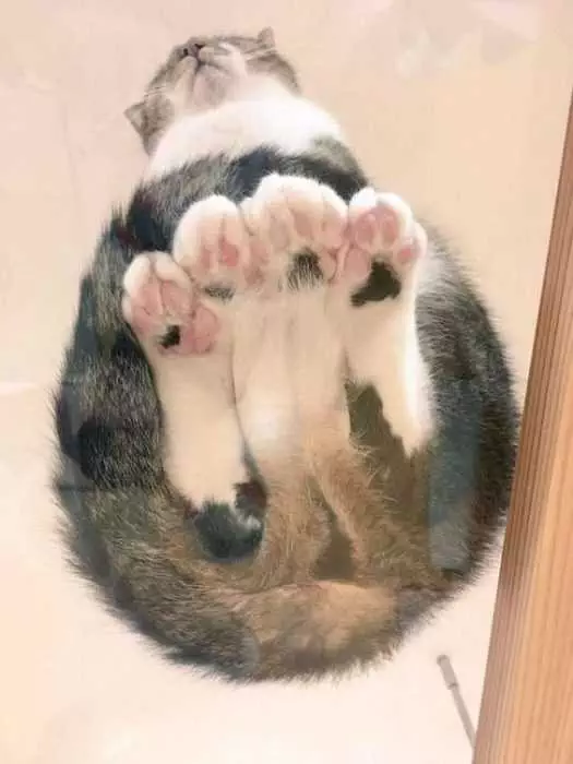 Cat-Table-Feets Photos Of Cats On Glass Tables Nicely Tucked Peets